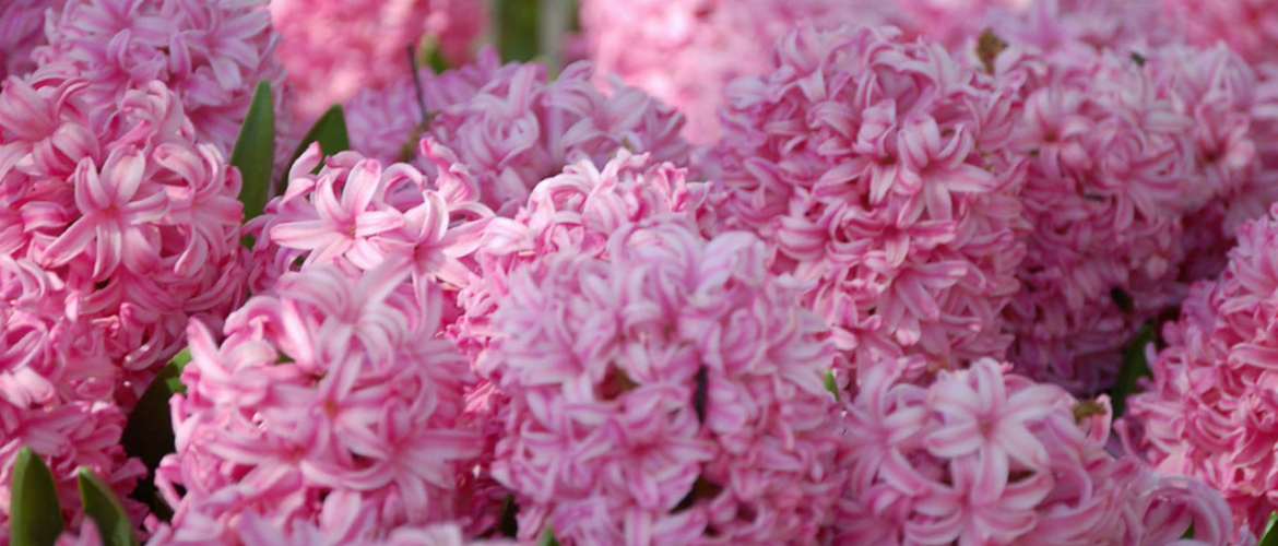 Осенняя посадка гиацинтов: как, когда и куда высаживать цветы? гиацинты осенью