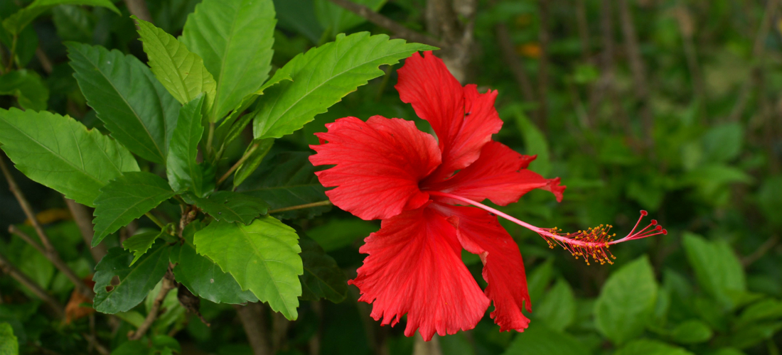 Гибискус (китайская роза): уход и размножение черенками в домашних условиях