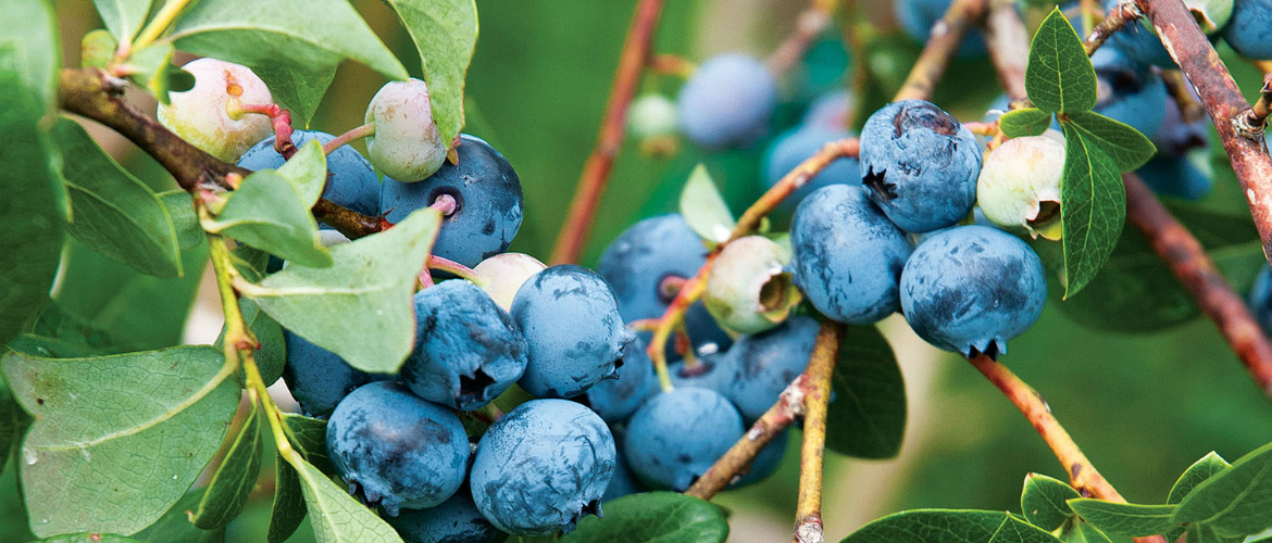 Голубика — посадка весной в открытый грунт и уход голубика