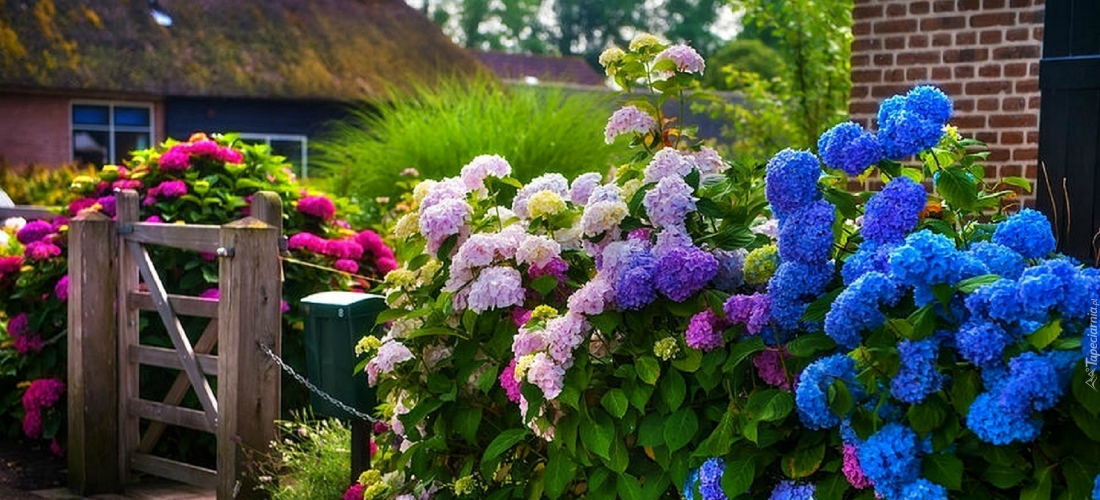 Гортензия — как подготовить растение к зиме? гортензия