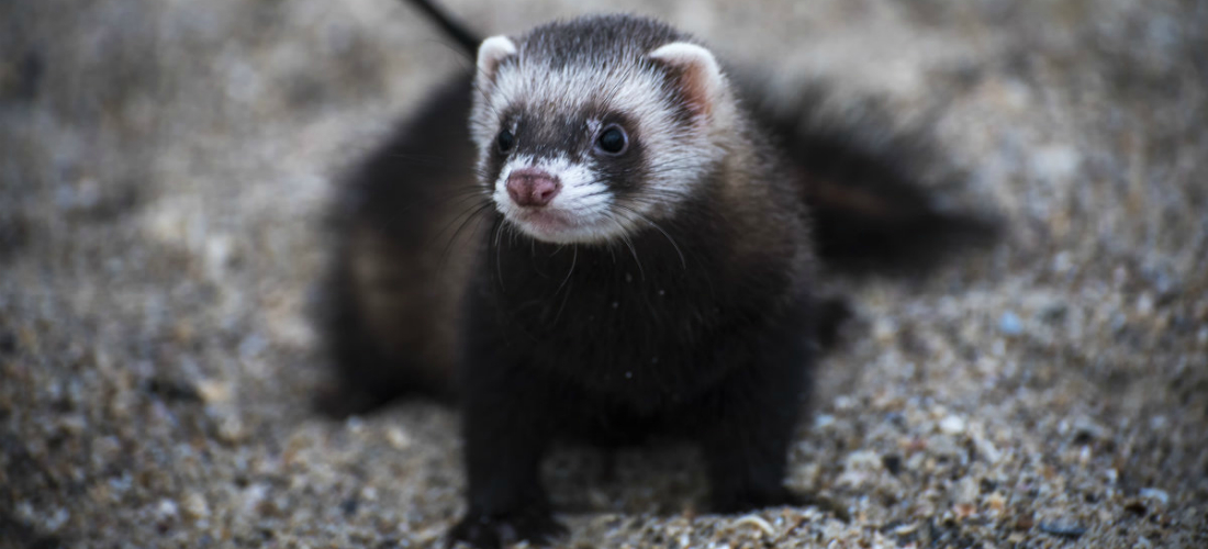 Домашний хорек: уход и содержание необычного питомца хорек