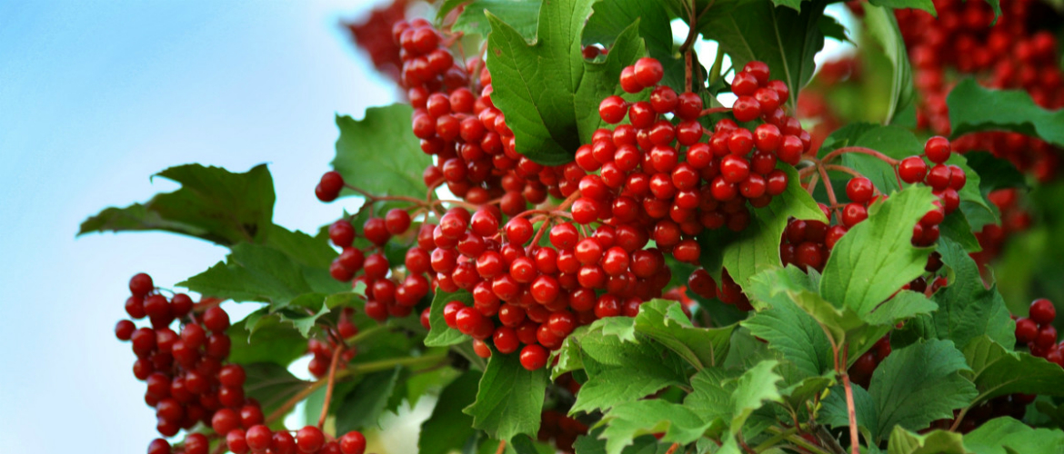 Ягоды калины: полезные свойства и возможные противопоказания калина