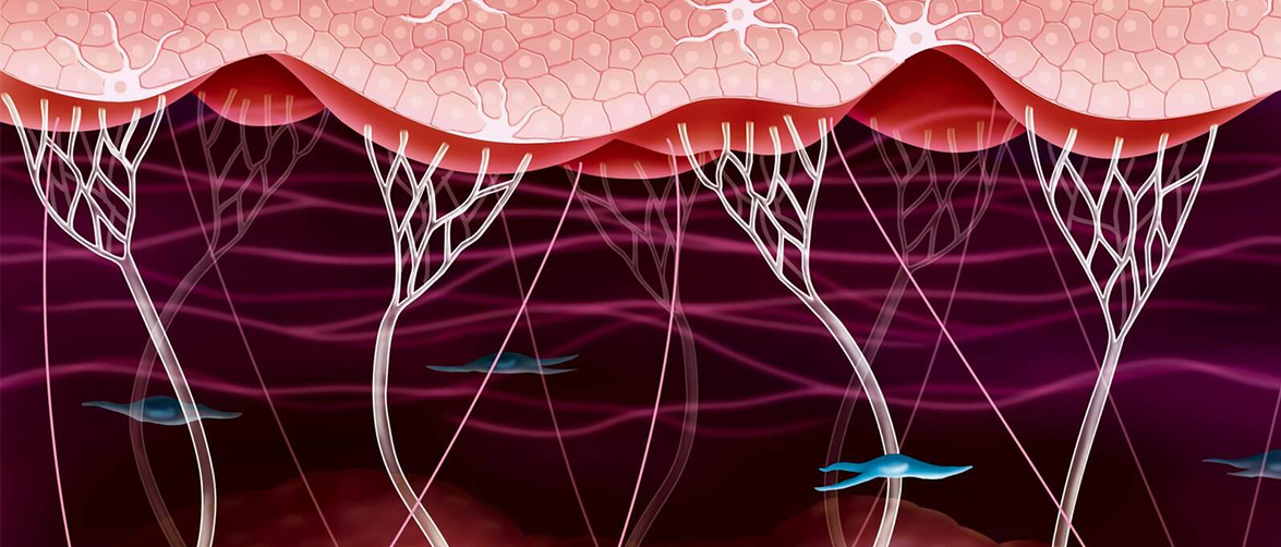 Коллаген в капсулах: бесполезный БАД или панацея от старости? Чем полезен коллаген