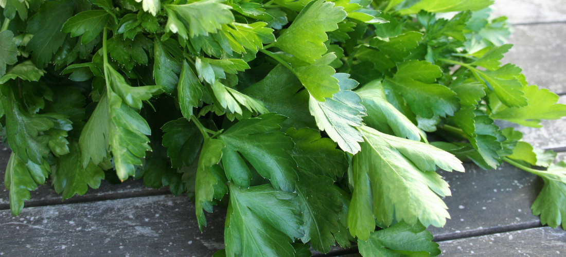 Польза и вред листового сельдерея для человека сельдерей