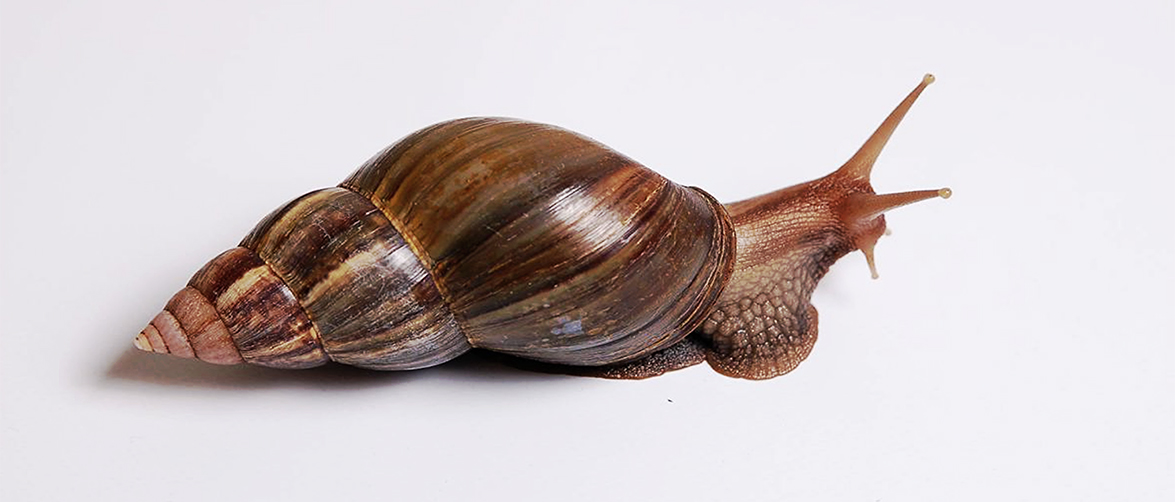 Гигантская улитка Ахатина — экзотический питомец Содержание ахатин в домашних условиях