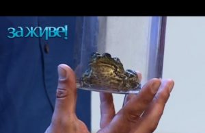 Подошвенная бородавка: как избавиться на стопе, фото и лечение