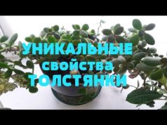 Денежное дерево: 6 способов применения в народной медицине