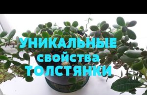 Денежное дерево: 6 способов применения в народной медицине