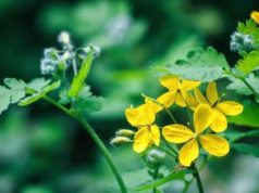 Чистотел от натоптышей и мозолей со стержнем