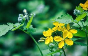 Чистотел от натоптышей и мозолей со стержнем