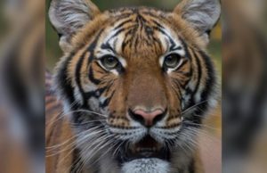 Тигрица в зоопарке Нью-Йорка заразилась COVID-19