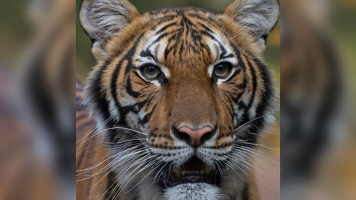 Тигрица в зоопарке Нью-Йорка заразилась COVID-19