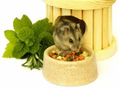 Основной рацион и лакомства для грызунов