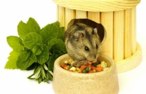 Основной рацион и лакомства для грызунов