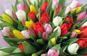Когда актуально дарить тюльпаны