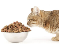 Сухой корм для кошек: подбираем идеальный вариант для питомца