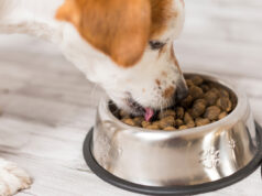 Как правильно выбрать сухой корм для собак