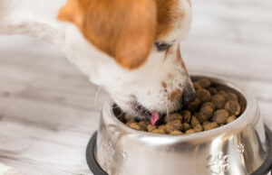 Как правильно выбрать сухой корм для собак