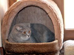 Как украсить домик для кота