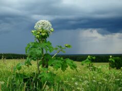Почему важно удалить борщевик с участка