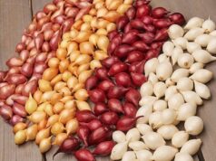 Лук севок: как выбрать и выращивать