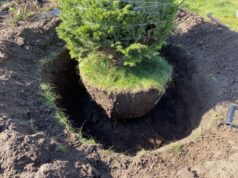 Как происходит посадка деревьев крупномеров