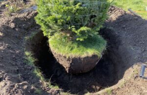 Как происходит посадка деревьев крупномеров