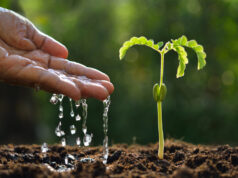 Регулятор роста растений: виды, особенности и применение