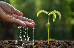 Регулятор роста растений: виды, особенности и применение