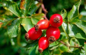 Влияние шиповника на мужскую потенцию