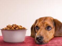 Питание собак: как подобрать сухой корм