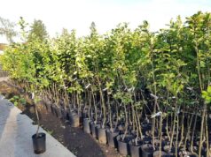 Яблоня – уход и правильная посадка