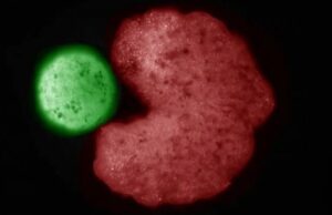 Эти странные существа – первые в мире самовоспроизводящиеся биороботы