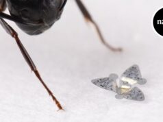 Это самые маленькие летающие конструкции, когда-либо созданные человеком