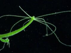 Гидра использует травмы как шанс на создание особей с новым генетическим кодом