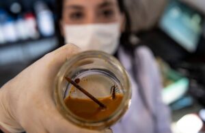 Голодные бактерии Leptospirillum ferriphilum съедают металлический гвоздь за три дня