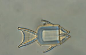 Микророботы-рыбы атакуют раковые клетки