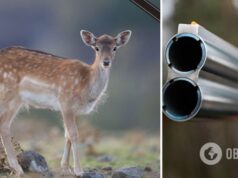 На Одесщине браконьеры убили лань, которую экологи поселили в устье Дуная: злоумышленников нашли, — видео