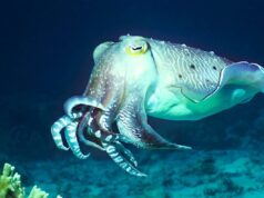 Новая технология камуфляжа, вдохновленная головоногими моллюсками