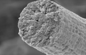 Станет ли одежда из мышечных волокон в ближайшем будущем прочнее кевлара?