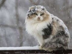 Украину накроют снег и дожди