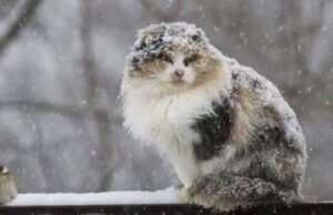 Украину накроют снег и дожди