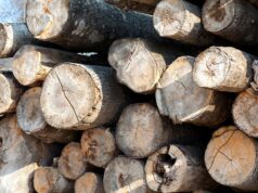 В правительстве одобрили 10% пошлины на вывоз грубо обработанной древесины