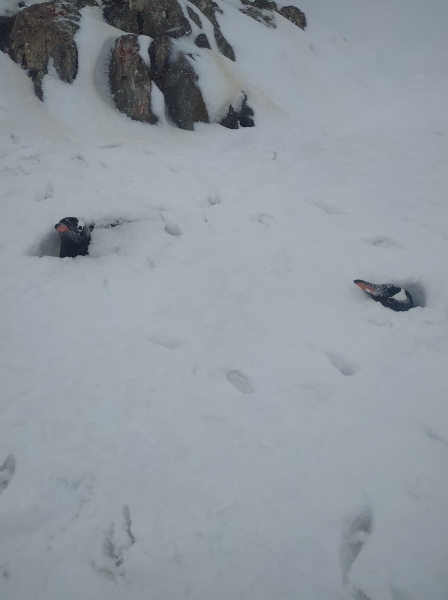 Возле станции Академик Вернадский выпало рекордное количество снега: засыпало даже гнезда пингвинов. Фото