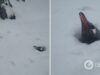 Возле станции Академик Вернадский выпало рекордное количество снега: засыпало даже гнезда пингвинов. Фото