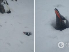 Возле станции Академик Вернадский выпало рекордное количество снега: засыпало даже гнезда пингвинов. Фото