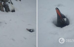 Возле станции Академик Вернадский выпало рекордное количество снега: засыпало даже гнезда пингвинов. Фото