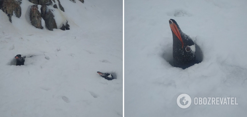 Возле станции Академик Вернадский выпало рекордное количество снега: засыпало даже гнезда пингвинов. Фото