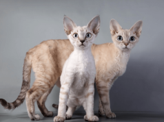 Девон-рекс: особенности породы, уход, питание