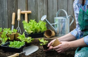 Готовимся к дачному сезону: что нужно для рассады